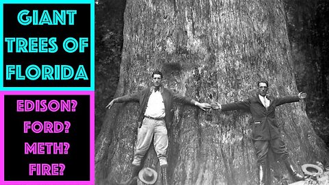 GIANT TREES OF FLORIDA - Ford, Edison & The Meth-Fire of 2012 OWF#0015