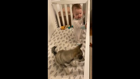 Toddler playing with puppy 🐶❤️