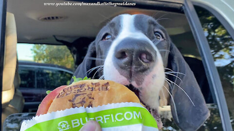 Funny Great Dane Puppy Doesn't Want To Share Her First Burger Fi