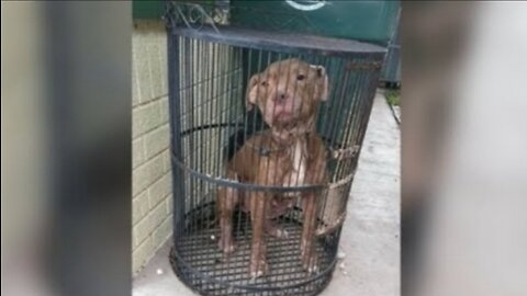 She was left on the threshold of the shelter in a bird cage