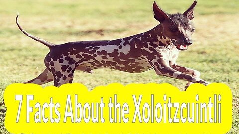 7 facts about the xoloitzcuintli | dog breed