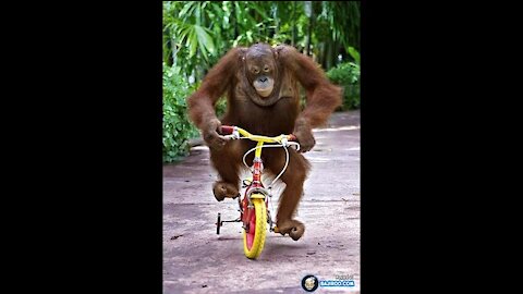 monkey steals and rides a bike