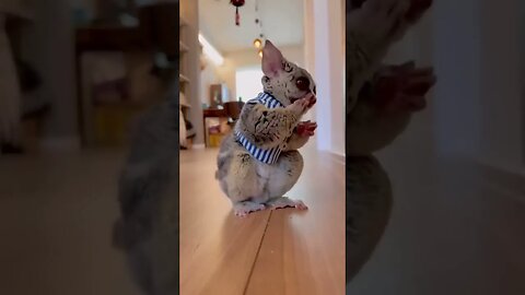 Cute Rabbit Enjoying a Nutty Treat - Adorable Animal Snacking