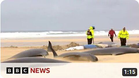Mass stranding leaves entire pod of 55 pilot whales dead - BBC News