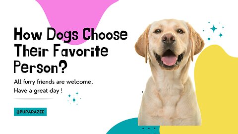 Canine Secret Exposed: How Dogs Choose Their Favorite Human?