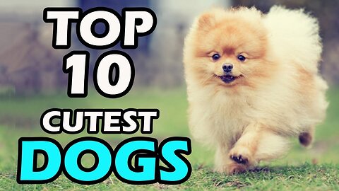 Top 10 cutest dog in a world. cutest dog breeds.