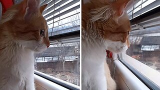 Funny Kitten Chips At Birds Through The Window