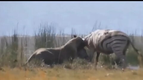 Brutal Lion killed mother Zebra and see mother Zebra revenge||2022||