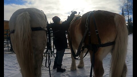 Harnessing & Hitching A Team Of DRAFT HORSES [ ASMR ]