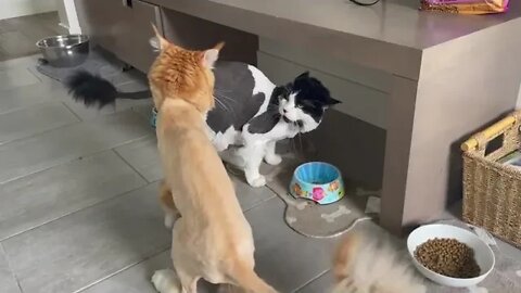 Mainecoon Cat sneak attack!