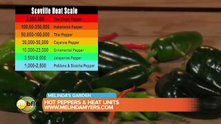 Melinda’s Garden Moment - Hot peppers and Scoville heat units