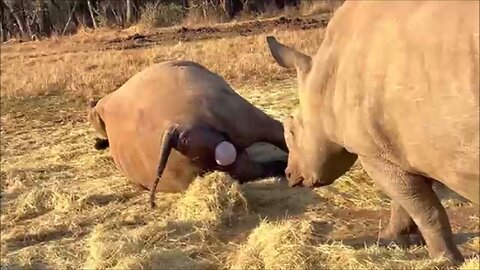 Incredible Video of Rhino Giving Birth