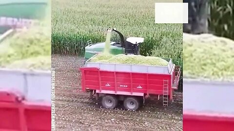 Satisfying process of chopping corn for renewable energy