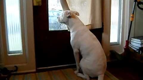 Soldier welcomed home by happy dog!!! Drill Weekend