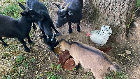 Feeding our goats