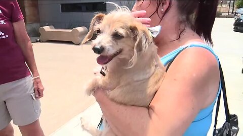 Las Vegas family reunited with almost 3-week missing dog found in San Diego