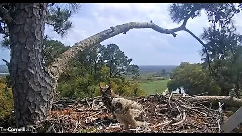 The Owlet Claims An End For Itself 🦉 4/6/22 15:12