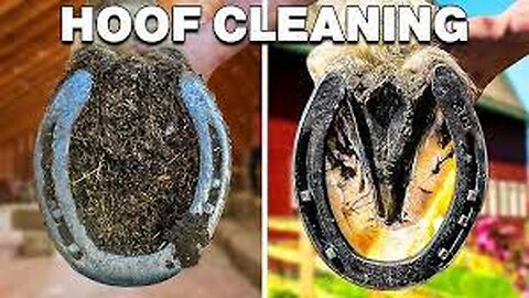 How Horse Hooves Are Deep Cleaned - Deep Cleaned - Insider