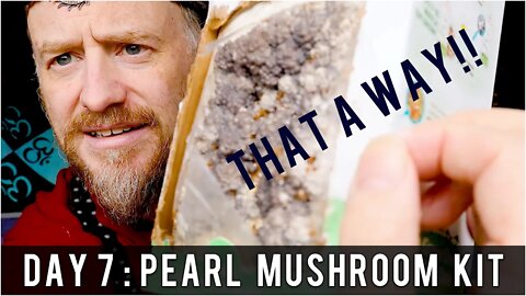 Day 7: Organic Pearl Oyster Mushroom Grow Kit (14 days to Harvest) Sustainability | How To Review