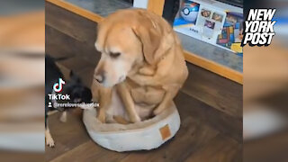 Labrador squeezing into tiny bed goes viral on TikTok