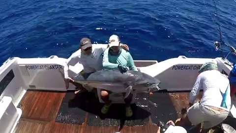 Chesterfield Island Huge Dogtooth Tunas!