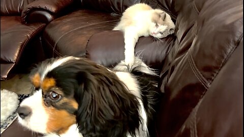 Ragdoll Cat uses Cavalier King Charles’ tail as a cat toy