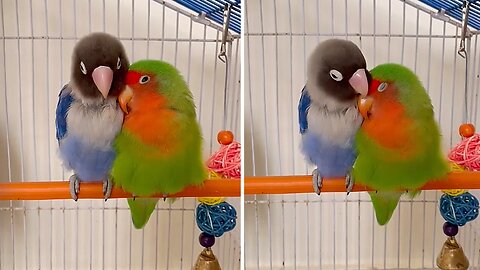 Sleeping Lovebirds Will Melt Your Heart!