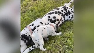 Stolen Dalmatian Puppies