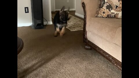 Adorable puppy gets first bath!