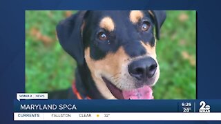 Maryland SPCA GMM shout out