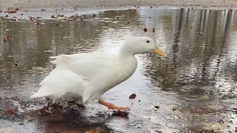 Pet duck runs back and forth through puddle