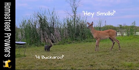 Otis Cat Introduces Buckaroo
