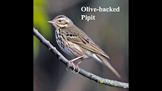 Olive-backed Pipit bird video