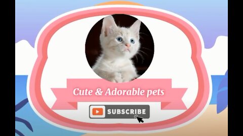 Angry And Funny TIKTOK of Cats And Dogs - Cute & Adorable Pets