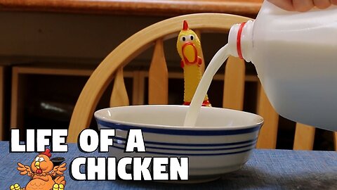 stop motion: rubber chicken life