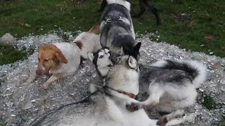 Huskies refuse to leave pool of ice