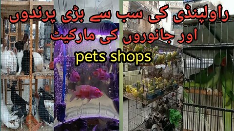 pets shops in Pakistan || pets shops in rawalpindi college road || pets market vlog || animals video