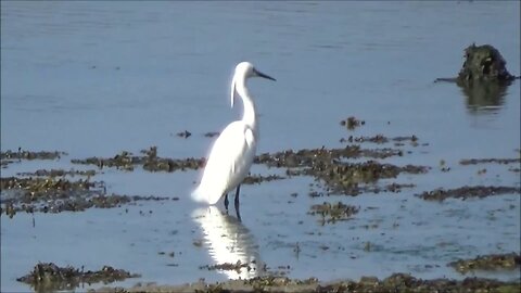 Watching wildlife at Hayling Billy