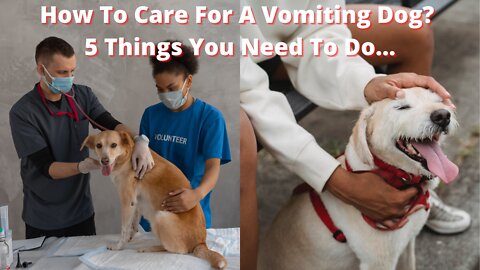 🐕 How To Care For A Vomiting Dog? 5 Things You Need To Do...