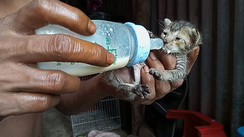 Orphaned little kitten, I am helping by feeding the milk | kittens crying