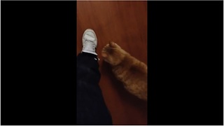 Cat follows owner's every single move