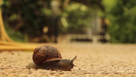 Burgundy snail video