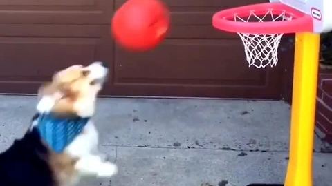 Corgi shows off impressive basketball skills