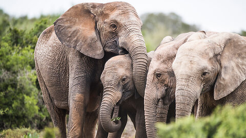 Life of Elephants [National Geographic Documentary]