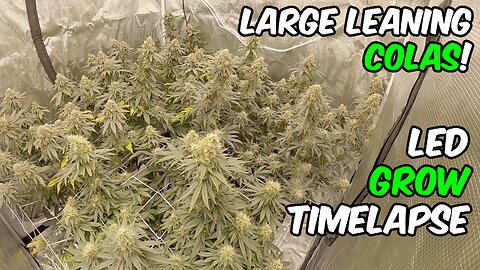 Blue Gelato 41 TIMELAPSE GROW Cannabis WEED