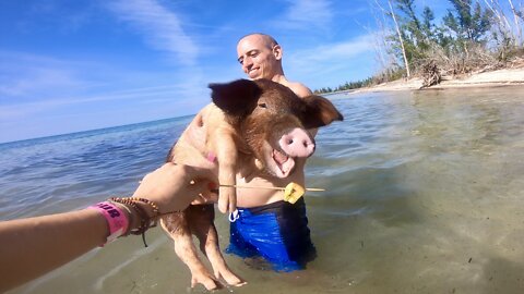 Swimming With Pigs ~ Grand Bahama Island