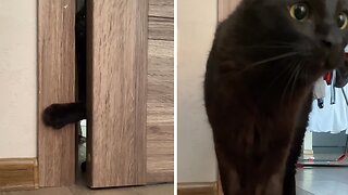 Nosy Cat Follows Owner To The Toilet