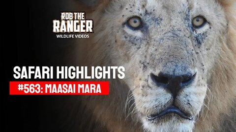 Safari Highlights #563: 10 & 11 October 2020 | Maasai Mara/Zebra Plains | Latest Wildlife Sightings