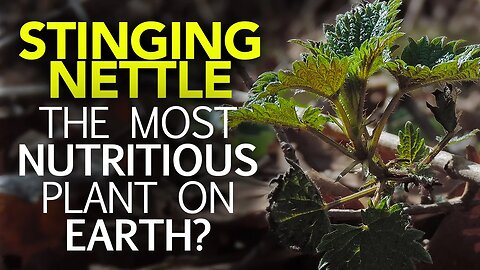 Stinging Nettle — The Most Nutritious Plant On Earth? Learn Your Land