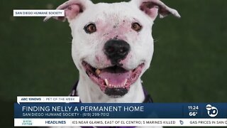 Pet of the Week: Nelly